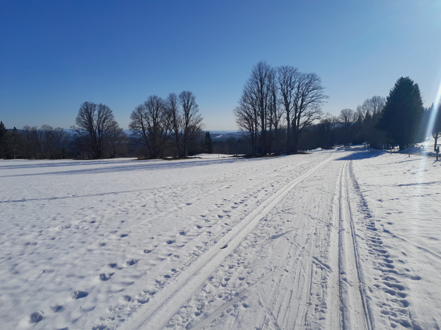 Bučina na běžkách